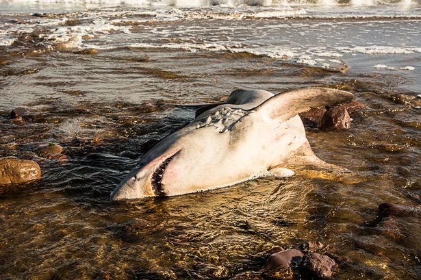 Great White Shark Relative Found In Ireland • Tracking Sharks