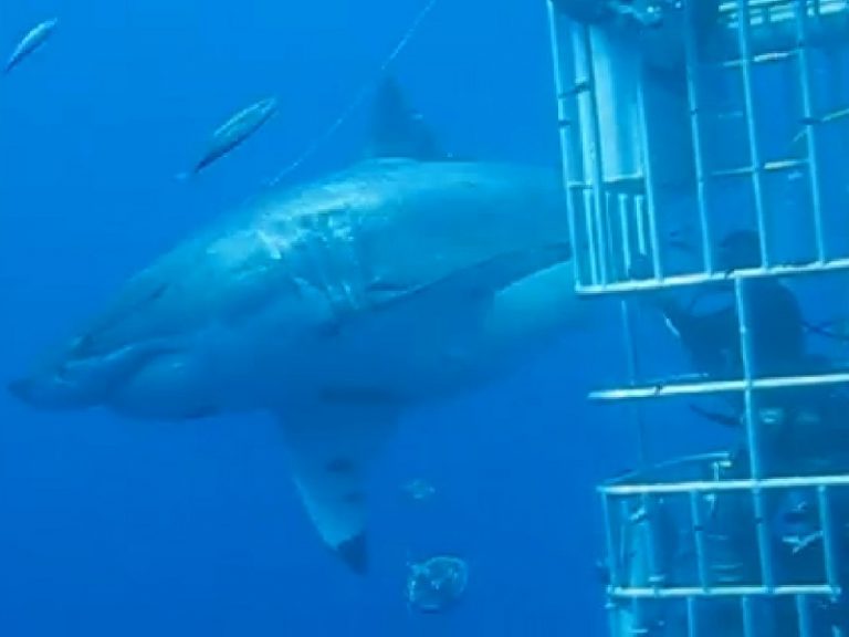 deep blue shark padilla