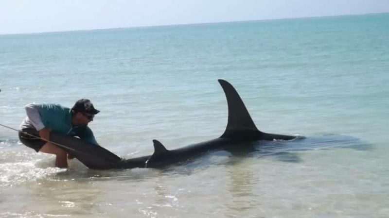 Two Massive Sharks Caught Off Beach