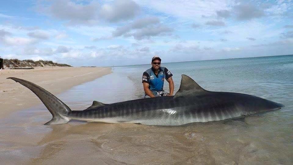 Massive tiger shark landed during 'team-building' fishing trip