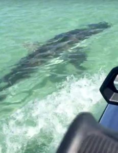 Video: Great White Shark Warns Two Jet Skiers