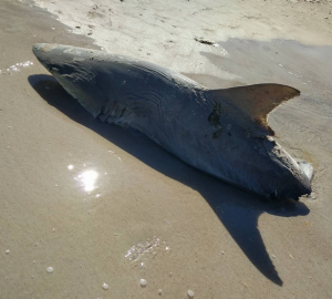 Half-eaten shark washes ashore at New Smyrna Beach, Florida