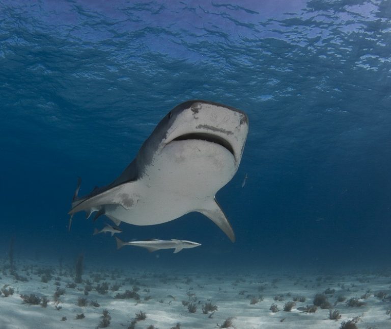 Tiger shark attacks surfer in Hanalei Bay