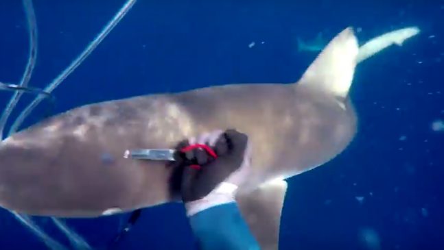 Watch: Spearfisherman fights off sharks to keep fish