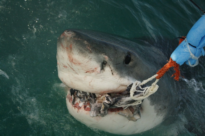 Attack Shark X6 – My Blog