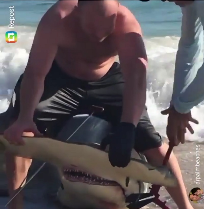 hammerehad_shark_singer_island_palm_beach_florida