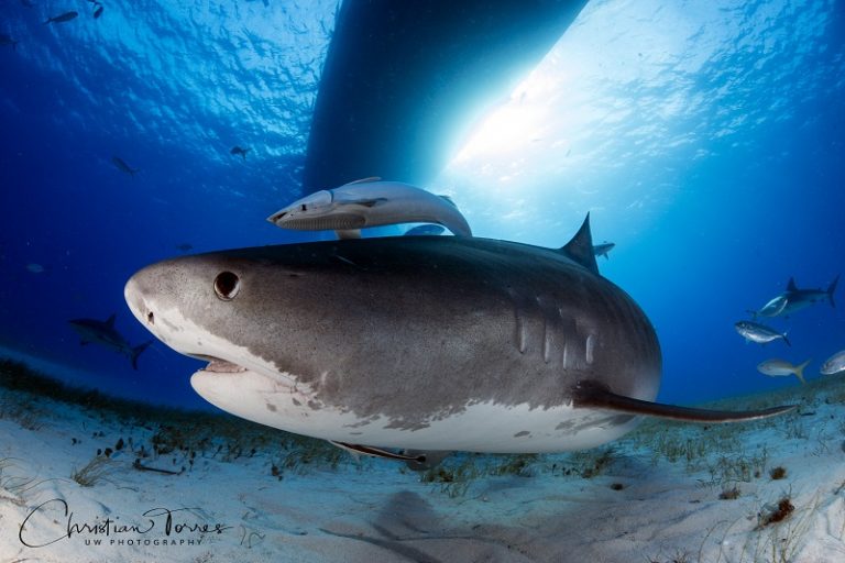 Caught on Camera Surfer Loses Leg to Great White Shark in Australia ...