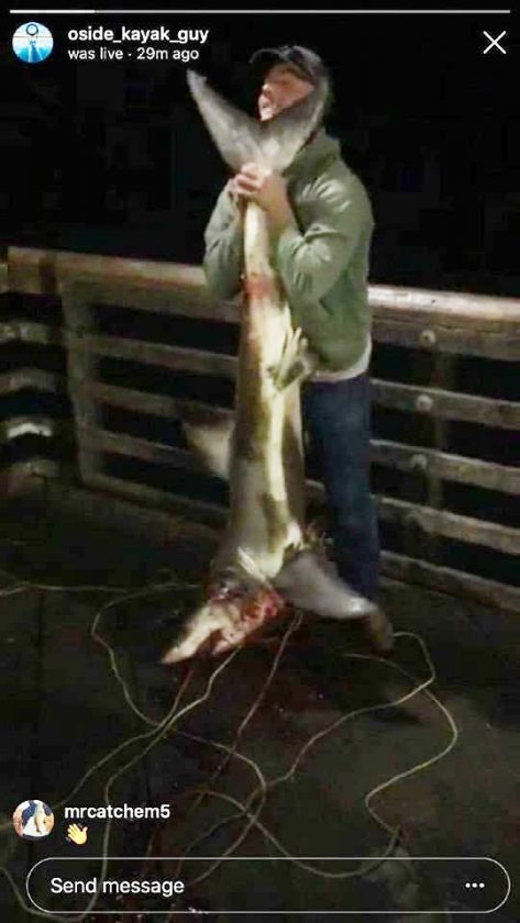 Updated: Was A Great White Killed On California Pier?