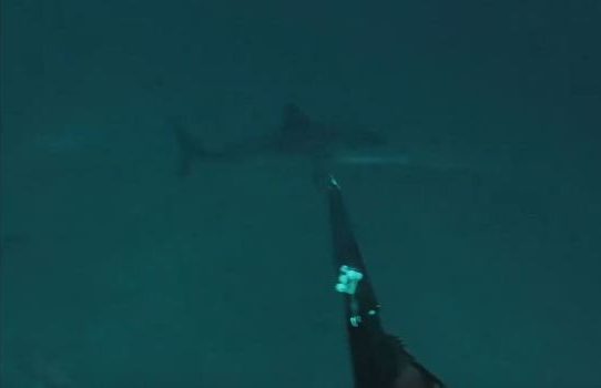 shark
