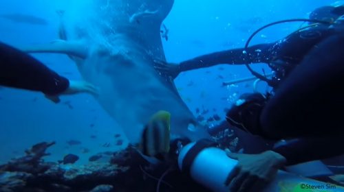 Video: Diver nearly loses head to tiger shark in Fiji