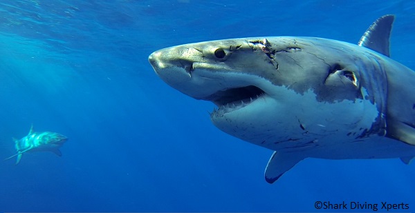 Go great white shark diving with Tracking Sharks