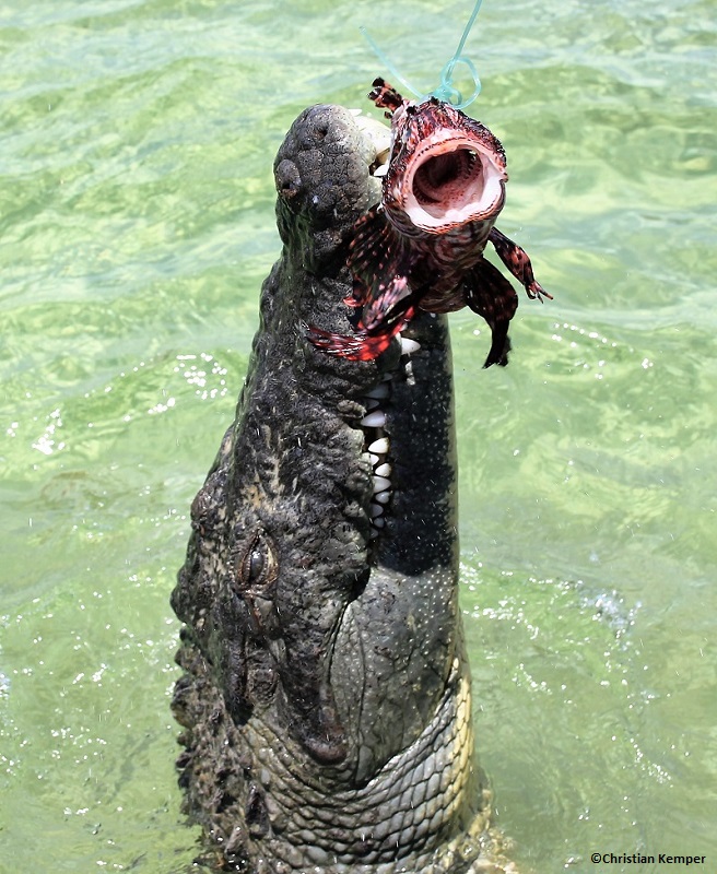 crocodile eating shark