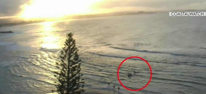 Shark kills surfer off what may have been netted beach; Snorkeler bitten by shark  in Hawaii