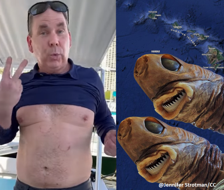 cookie cutter shark attack catamaran