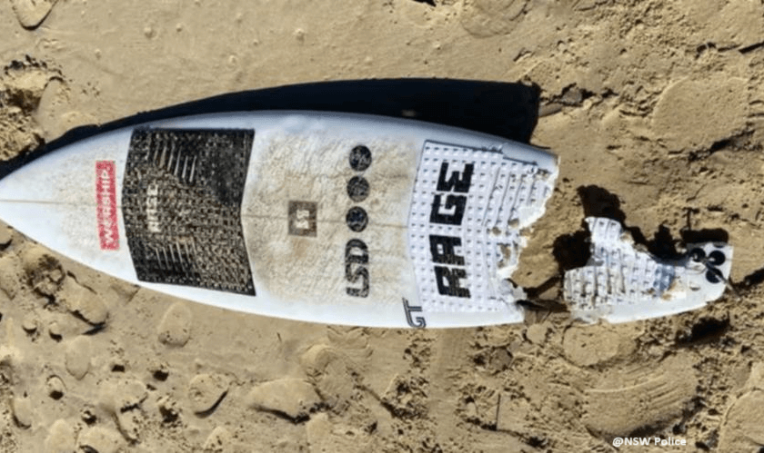 Kai's great white shark damaged surfboard.