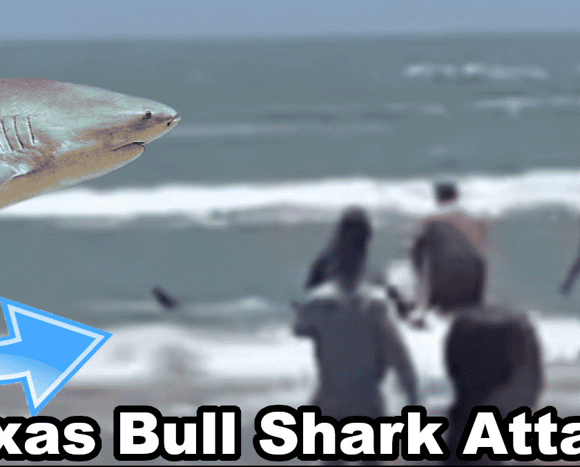 Video shows Tabitha Sullivent and her husband being attacked by a shark