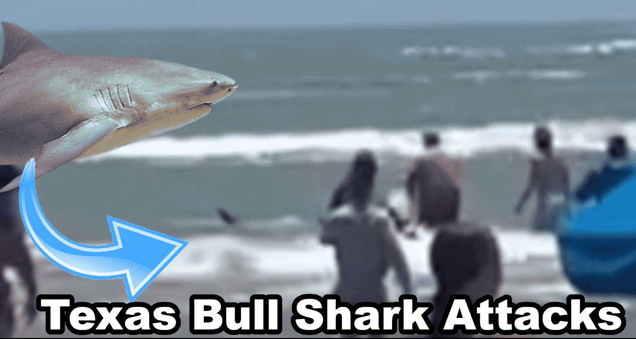 Video shows Tabitha Sullivent and her husband being attacked by a shark